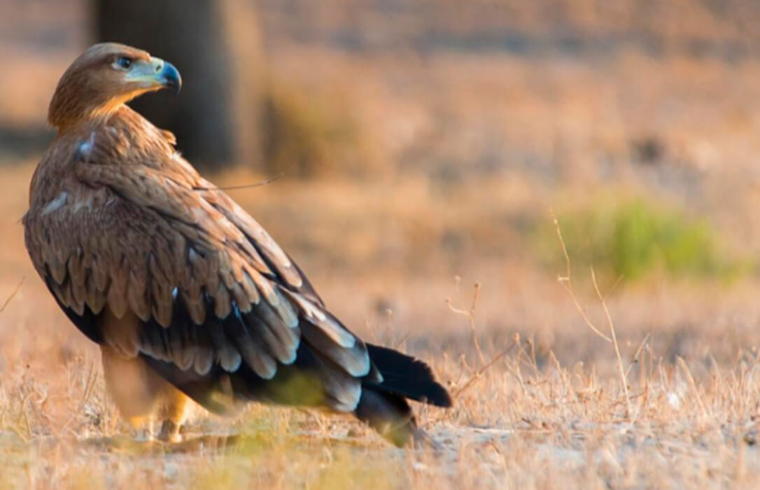 Jerez de la Frontera acoge desde el miércoles 15 un encuentro internacional sobre el águila imperial ibérica y otras grandes rapaces