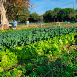 Los Huertos Solidarios que ayudan a 3.000 personas vulnerables se consolidan en su décimo aniversario y añaden un semillero para su sostenibilidad