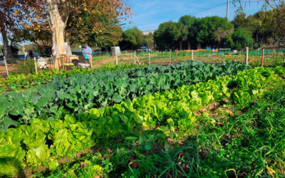 Los Huertos Solidarios que ayudan a 3.000 personas vulnerables se consolidan en su décimo aniversario y añaden un semillero para su sostenibilidad