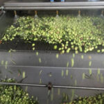 La industria europea de la aceituna de mesa reitera su oposición al acuerdo UE–Mercosur y exigen corregir los desequilibrios existentes