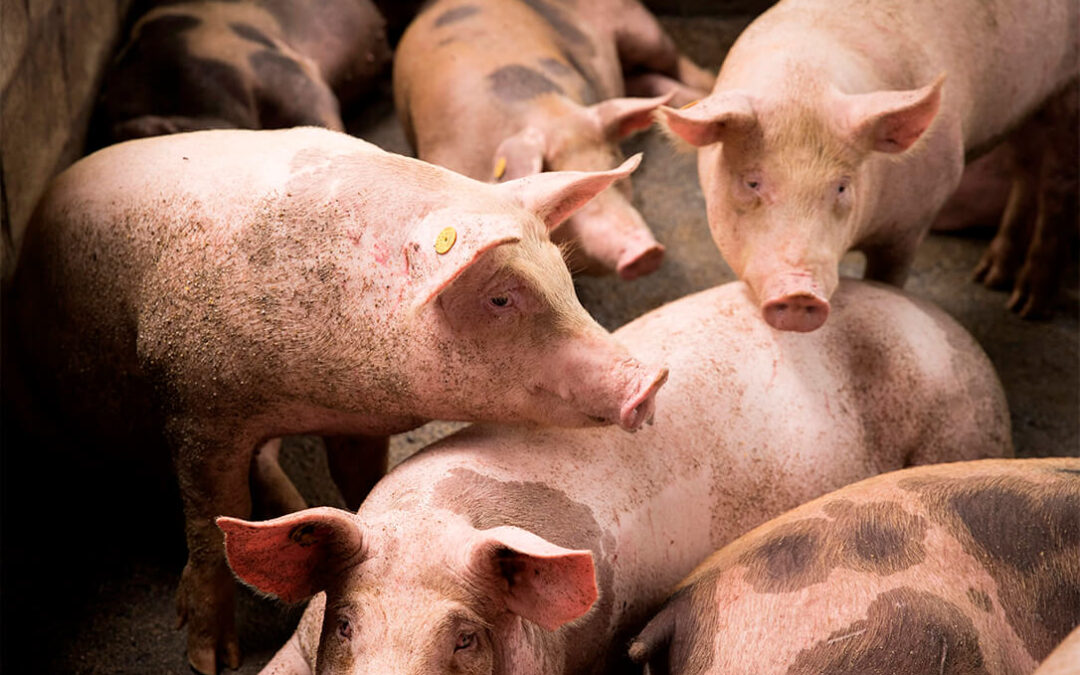 Cataluña anuncia que levantará en los próximos días las restricciones por peste porcina en 79 municipios de Barcelona