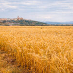 LIFE Innocereal EU confirma que los bioestimulantes mejoran la rentabilidad del cereal y aumentar la producción hasta 750 kg por hectárea