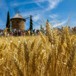 Al comercio de cereal español no le preocupa el acuerdo con Mercosur y prevé una oferta estable, pero teme perder mercado por el impacto ganadero