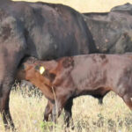 Confirmado un nuevo foco de dermatosis en una explotación bovina de Girona donde ya se había vacunado a parte de los animales