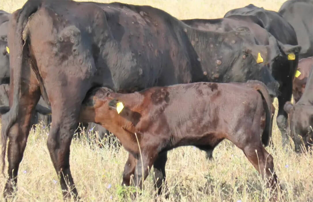 Confirmado un nuevo foco de dermatosis en una explotación bovina de Girona donde ya se había vacunado a parte de los animales