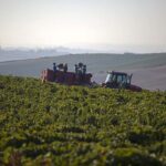 El Ministerio aborda con las comunidades autónomas la aplicación en España del paquete legislativo sobre el vino y los pasos a seguir