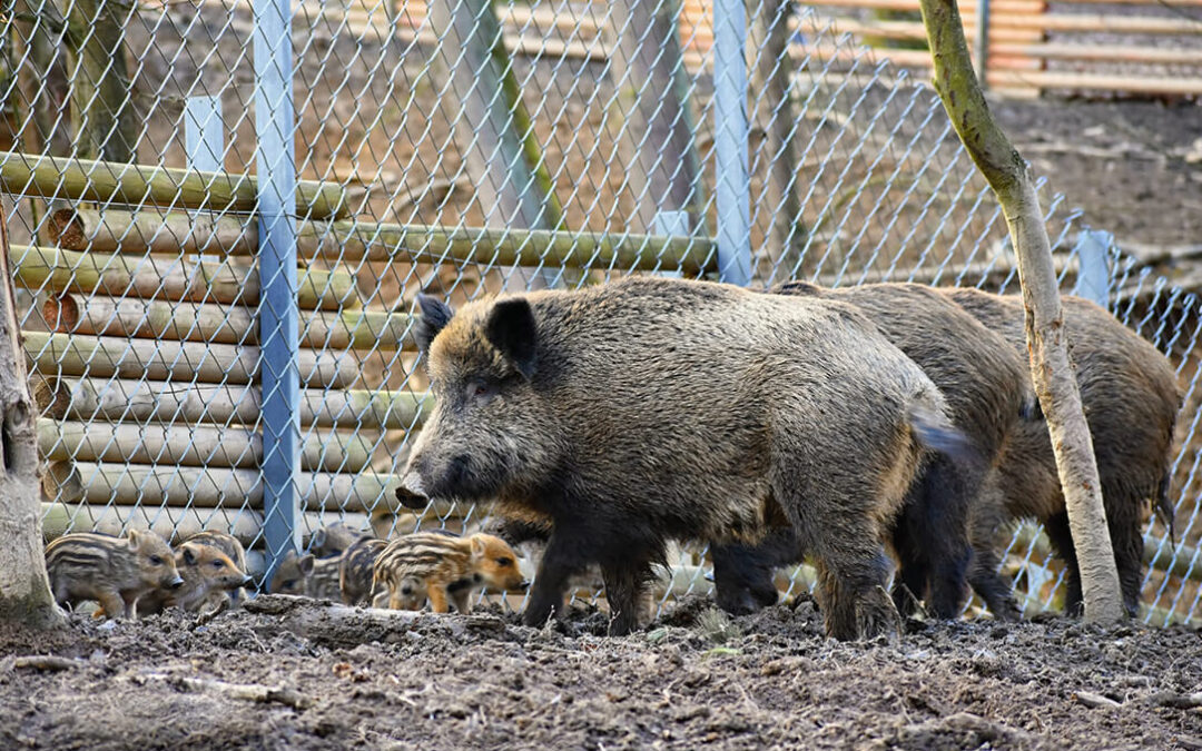 España eleva a 60 los casos de peste porcina en jabalíes tras 13 nuevos positivos en Cataluña con un total de 15 focos