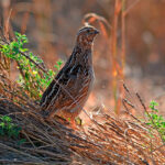 La Federación de Caza oponerse a la propuesta europea de posibles limitaciones a la caza de codorniz, el porrón común y el ánade silbón