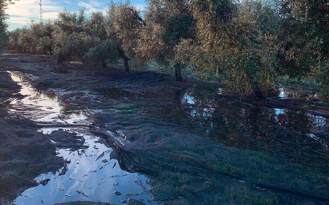 La producción de aceite de oliva en Andalucía está muy lejos de la estimación inicial y solo en Córdoba se calcula casi un 30% menos que en 2024