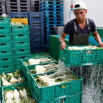 Todo el sector agrario coincide en valorar positivamente la regularización de personas migrantes: «Son necesarias para el campo»