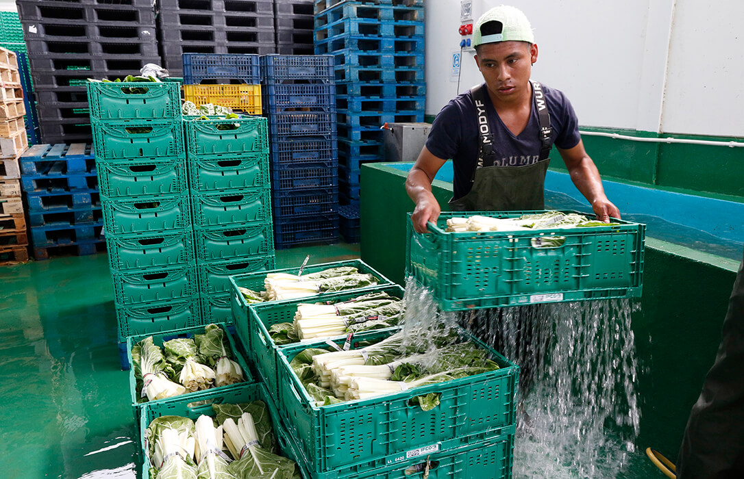 Todo el sector agrario coincide en valorar positivamente la regularización de personas migrantes: «Son necesarias para el campo»