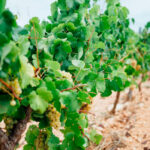 Sigue la polémica: Apag Extremadura Asaja respalda de forma absoluta al representante de Extremadura en el Consejo Regulador de la DOP Cava