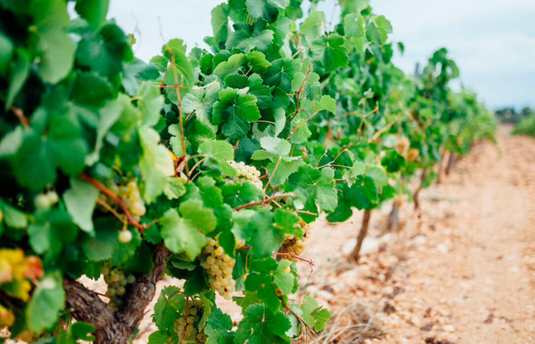 Sigue la polémica: Apag Extremadura Asaja respalda de forma absoluta al representante de Extremadura en el Consejo Regulador de la DOP Cava