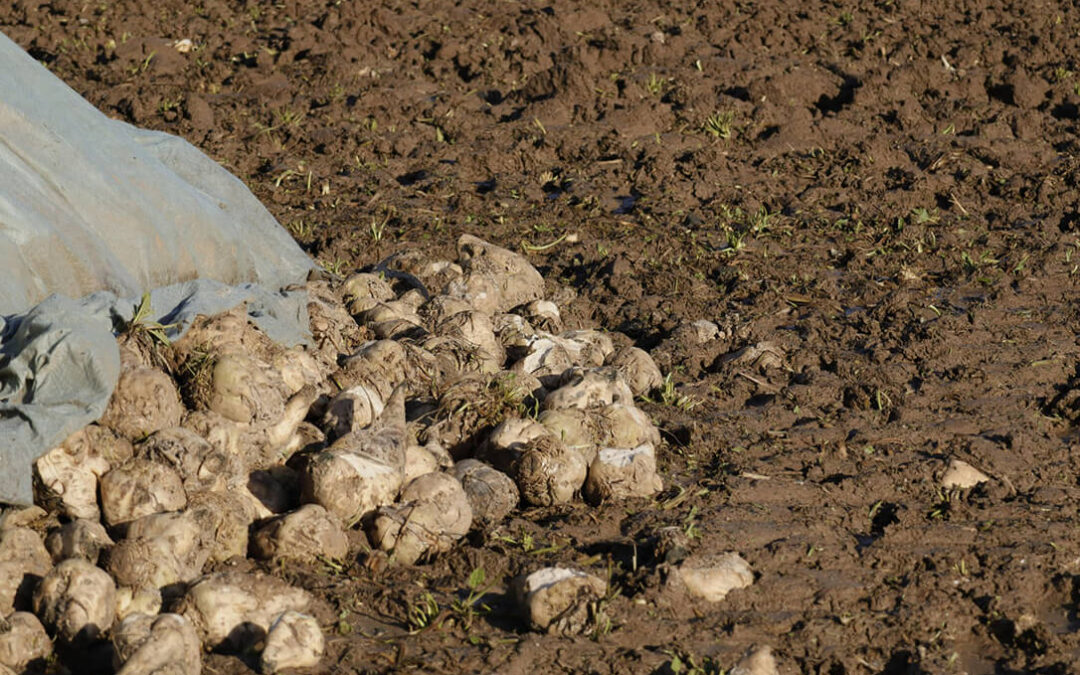 Piden no penalizar con la pérdida de la ayuda agroambiental a quienes no siembren remolacha en Castilla y León ante la falta de rentabilidad