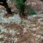 La siniestralidad del seguro agrario crece un 15% en 2025 y se eleva hasta los 804 millones, la segunda cifra más alta en 45 años