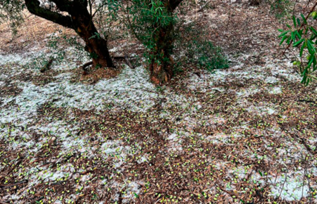 La siniestralidad del seguro agrario crece un 15% en 2025 y se eleva hasta los 804 millones, la segunda cifra más alta en 45 años