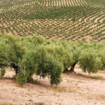 Agroseguro abona de un solo pago 10,4 millones de euros, el 90% del total por los siniestros registrados en la última campaña de olivar