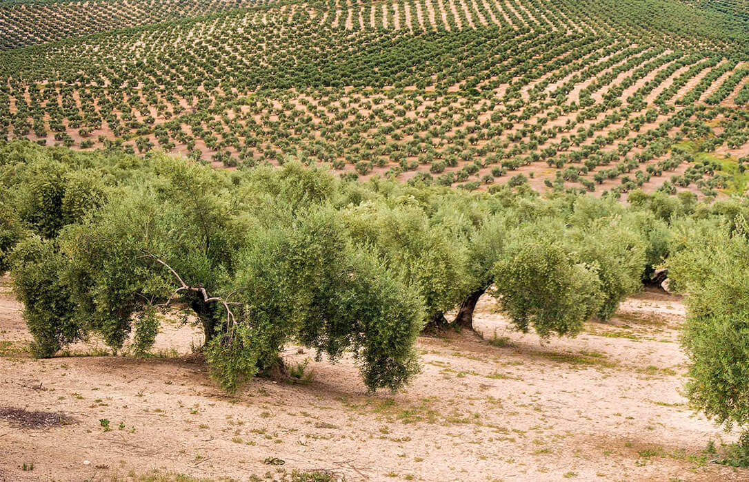Agroseguro abona de un solo pago 10,4 millones de euros, el 90% del total por los siniestros registrados en la última campaña de olivar