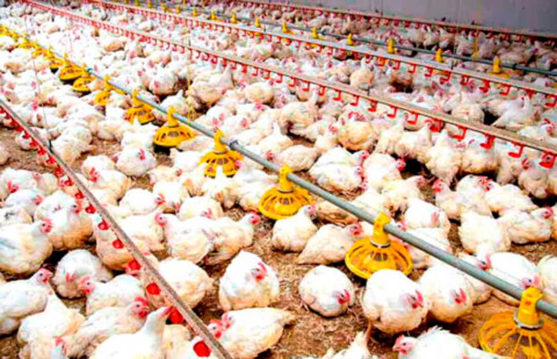 La preocupación se extiende: notificados otros tres focos de enfermedad de Newcastle en granjas de pollos de Valencia