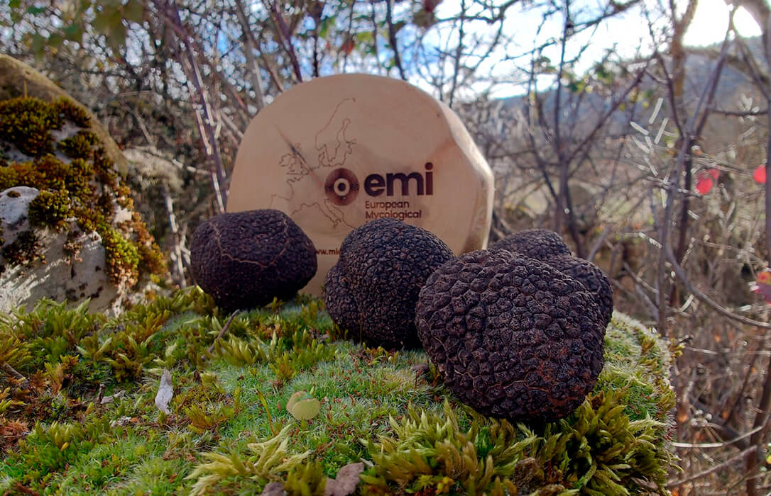 El Instituto de Micología Europeo globaliza el conocimiento de la trufa producida en España con su primera edición de Trufforum en Tokio