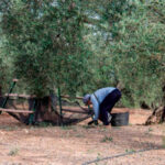 En diciembre, se ha producido un 30% menos de aceite de oliva que en 2024, pero se ha comercializado un 10% más y los precios siguen sin subir