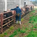 Aragón inicia la vacunación preventiva contra la dermatosis de unas 30.000 animales en explotaciones cerca de la frontera con Francia