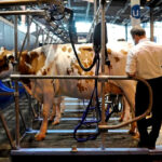 La Comisión Europea publica las nuevas zonas restringidas por la dermatosis en Francia para evitar su propagación en el país y en España