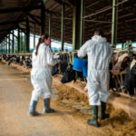 Bruselas modifica las zonas restringidas por la dermatosis nodular en Francia para evitar su propagación incluso fuera de sus fronteras