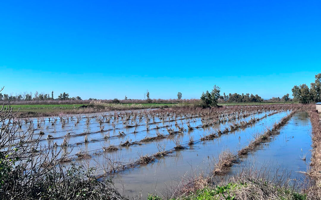 Cifran en 200 millones de euros las pérdidas en el campo extremeño por el temporal y piden medidas de todas las administraciones