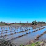 Cifran en 200 millones de euros las pérdidas en el campo extremeño por el temporal y piden medidas de todas las administraciones
