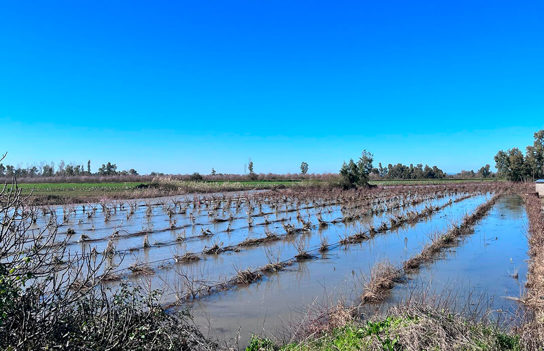 Cifran en 200 millones de euros las pérdidas en el campo extremeño por el temporal y piden medidas de todas las administraciones