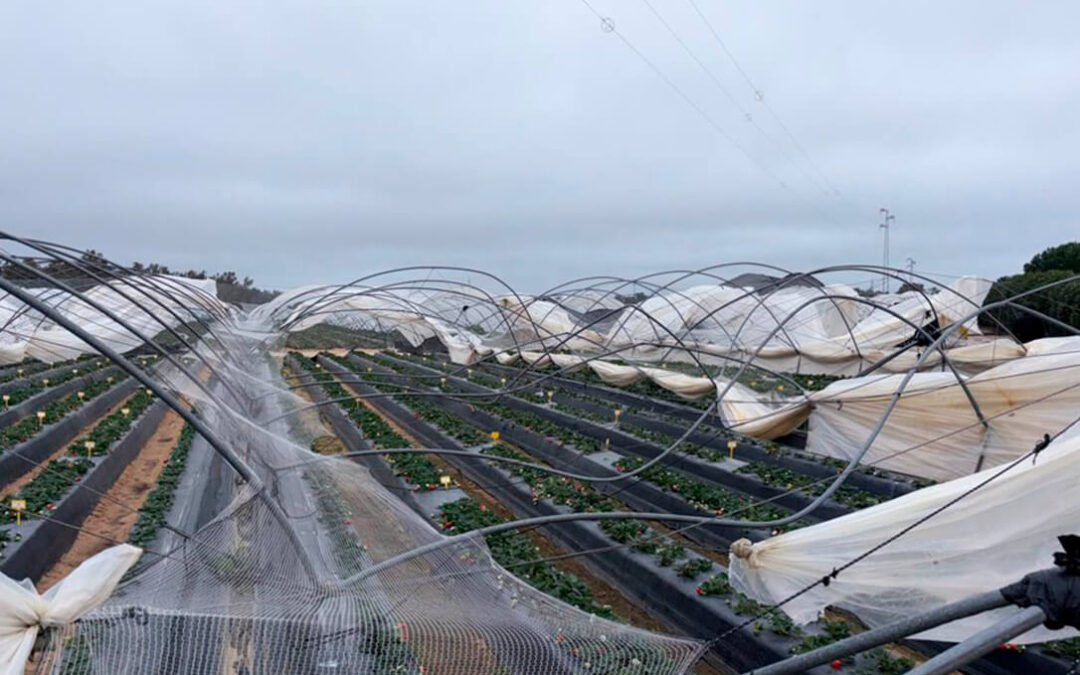 El tren de borrascas de estas semanas podría elevar hasta las 40.000 hectáreas la superficie dañada en explotaciones agrícolas aseguradas