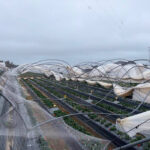 El tren de borrascas de estas semanas podría elevar hasta las 40.000 hectáreas la superficie dañada en explotaciones agrícolas aseguradas