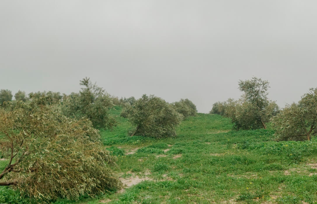 Córdoba calcula en más de 700 millones de euros las pérdidas en el campo por el efecto de los últimos temporales en la provincia