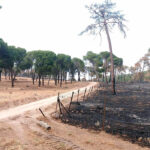 Ávila exige a la Junta el levantamiento inmediato del acotamiento de los pastos tras los incendios del verano para no perder las ayudas de la PAC