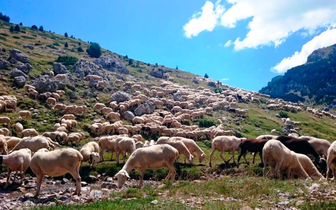 Nuevo frente y enfado: Cooperativas pide a la CE y al Gobierno no aceptar las concesiones desproporcionadas a Australia en carne de ovino, vacuno y vino