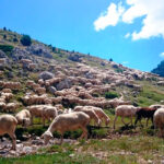 Nuevo frente y enfado: Cooperativas pide a la CE y al Gobierno no aceptar las concesiones desproporcionadas a Australia en carne de ovino, vacuno y vino