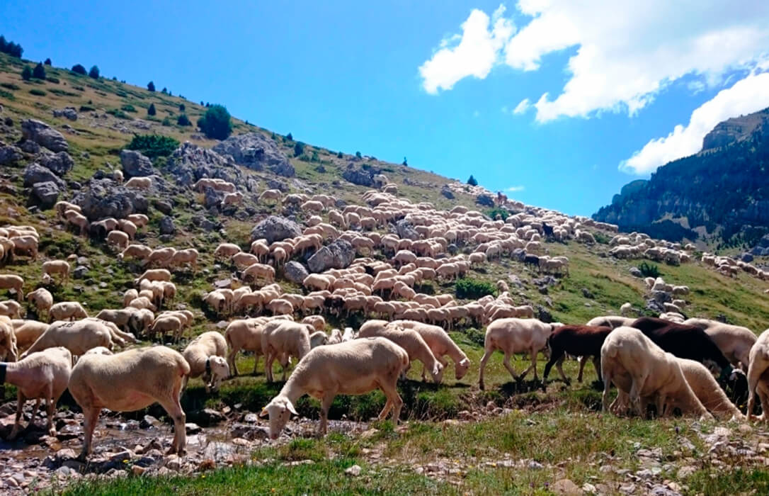 Nuevo frente y enfado: Cooperativas pide a la CE y al Gobierno no aceptar las concesiones desproporcionadas a Australia en carne de ovino, vacuno y vino