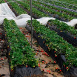 Andalucía anuncia que revisará su presupuesto de 2026 para priorizar medidas que ayuden a los afectados por las borrascas