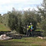 Prevén destinar una partida de 4,6 millones de euros a las Agrupaciones de Producción Integrada de olivar para contratar técnicos de campo