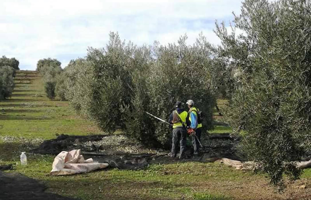 Prevén destinar una partida de 4,6 millones de euros a las Agrupaciones de Producción Integrada de olivar para contratar técnicos de campo