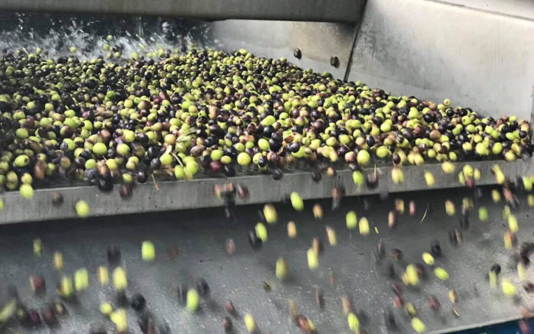 La gran campaña de comercialización y la menor producción de aceite de oliva permiten que se esté alcanzando niveles de rentabilidad en el olivar
