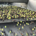 La gran campaña de comercialización y la menor producción de aceite de oliva permiten que se esté alcanzando niveles de rentabilidad en el olivar