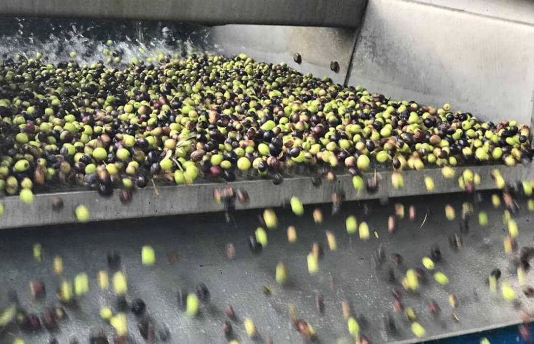 La gran campaña de comercialización y la menor producción de aceite de oliva permiten que se esté alcanzando niveles de rentabilidad en el olivar