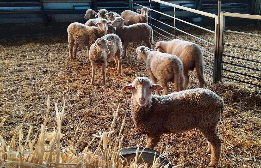 Cooperativas alerta de la alta mortandad y abortos de ganado por la lengua azul y pie ayudas ante la crítica situación que atraviesa el sector
