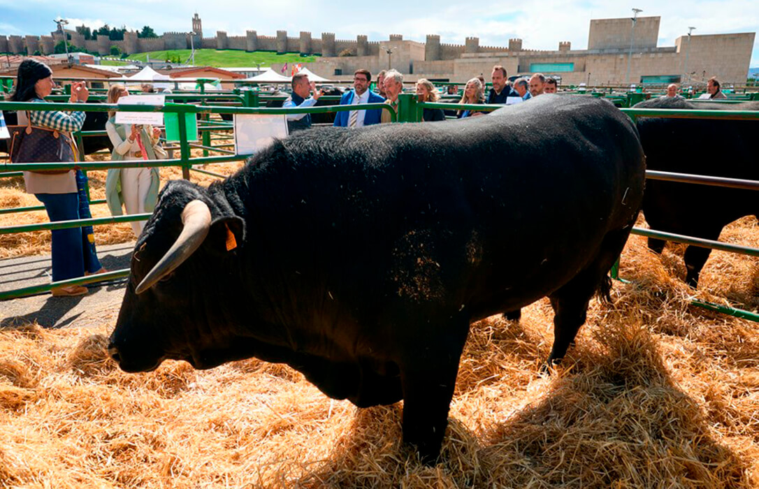 La IGP Carne de Ávila pide poder incluir a sementales de raza Angus en cruces con vacas de la raza Avileña Negra Ibérica
