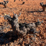 Piden fondos extraordinarios para un arranque social del viñedo y mejoras reales en el Paquete Vino ante la falta de relevo generacional