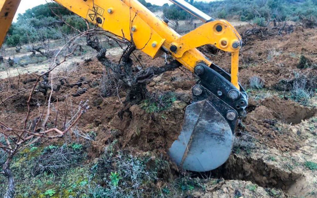 Mediación ante el Ministerio: exigen a Planas financiación del MAPA para la medida de arranque voluntario de viñedo