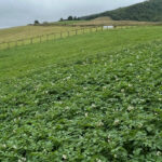 El Gobierno de Asturias logra erradicar las plagas de la polilla guatemalteca de la patata y la psila africana de los cítricos