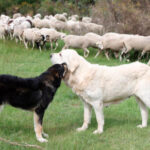 Hasta el 3 de marzo se puede solicitar la ayuda al ganadero para los gastos de mastines con el fin de prevenir el ataque de animales salvajes